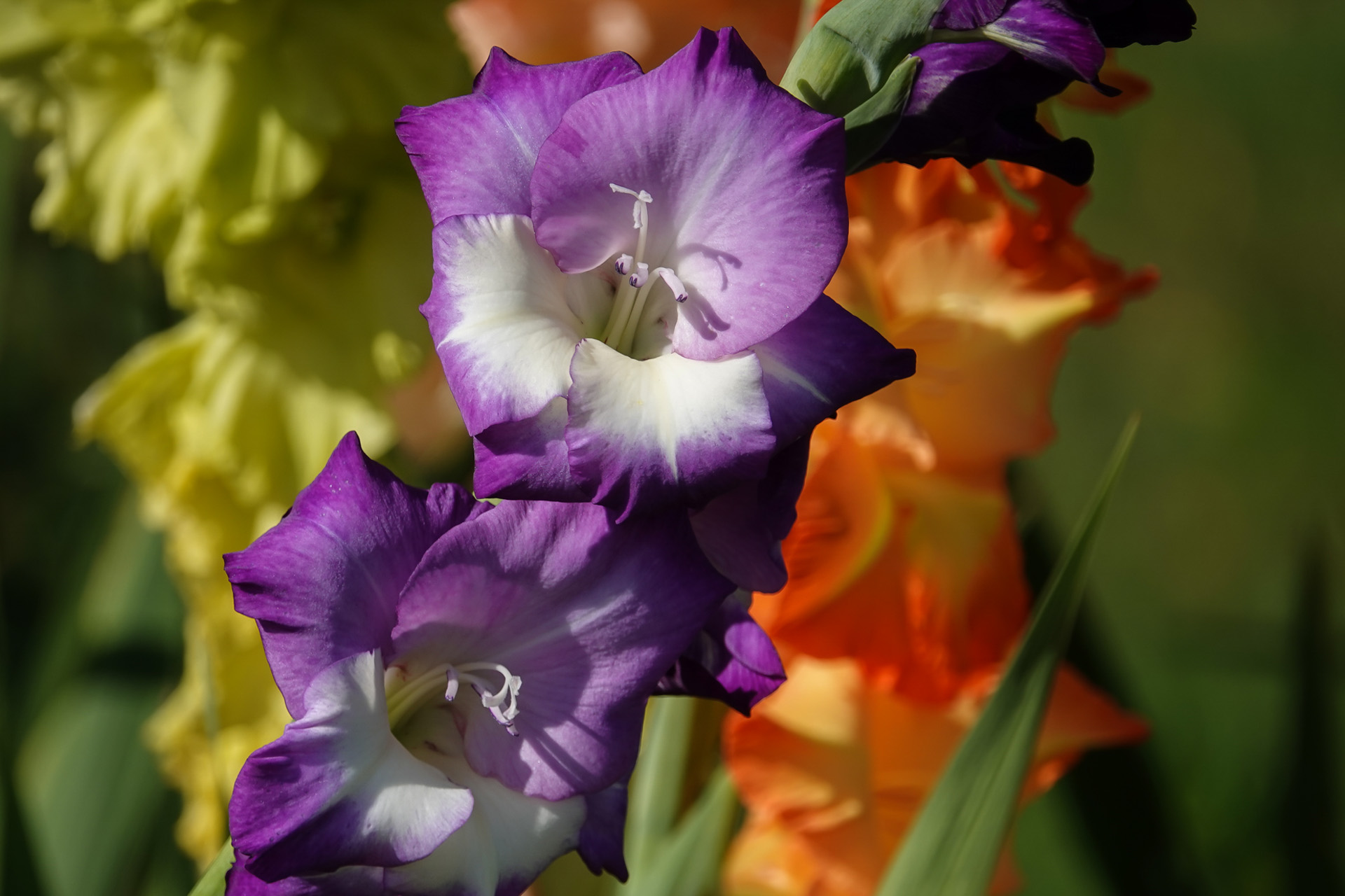 Dažas no skaistajām gladiolām