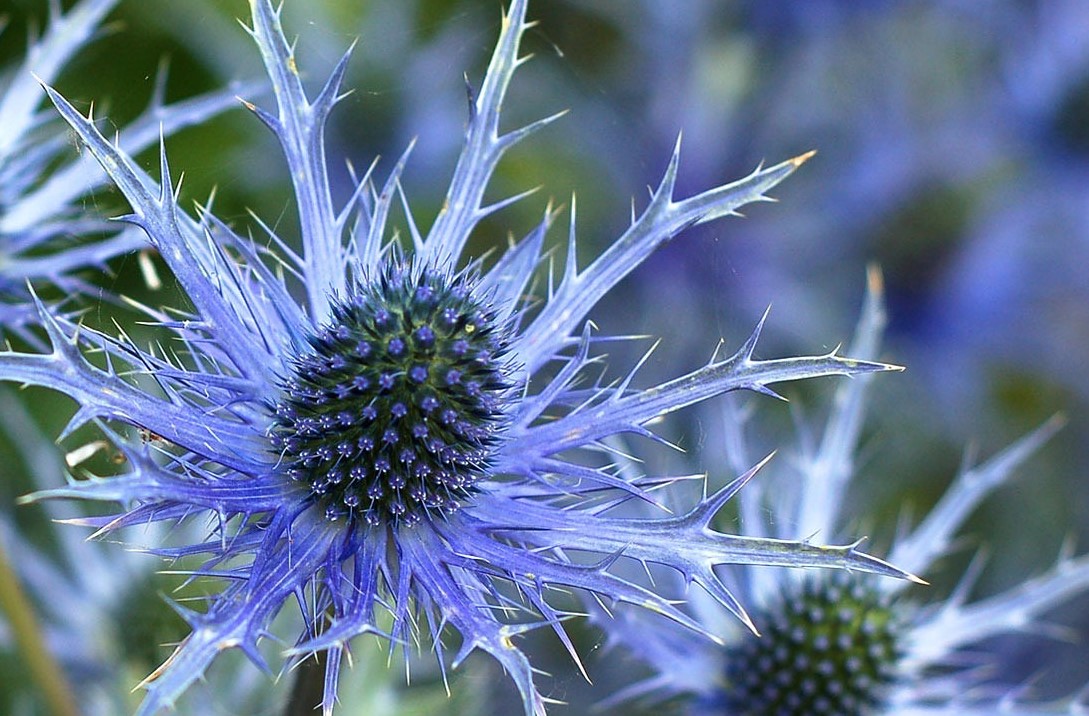 eryngium