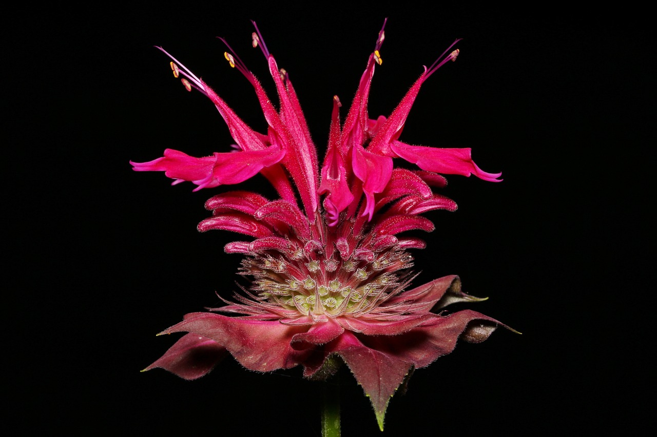 flower, beebalm, bergamot