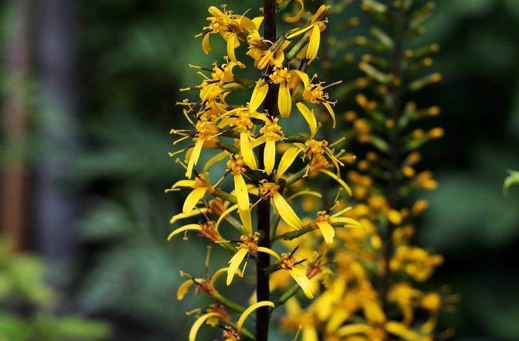 ligularia