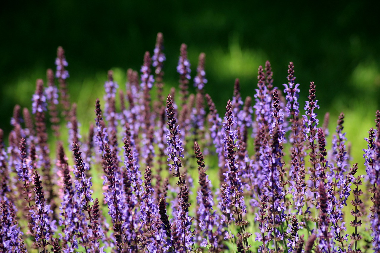 sage, plant, purple flowers