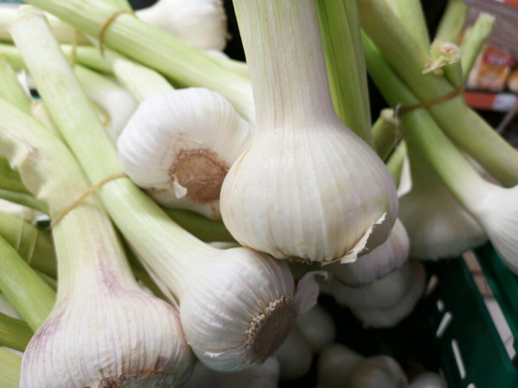 Close-up image of fresh organic garlic bulbs bunched together, showcasing texture and freshness.
