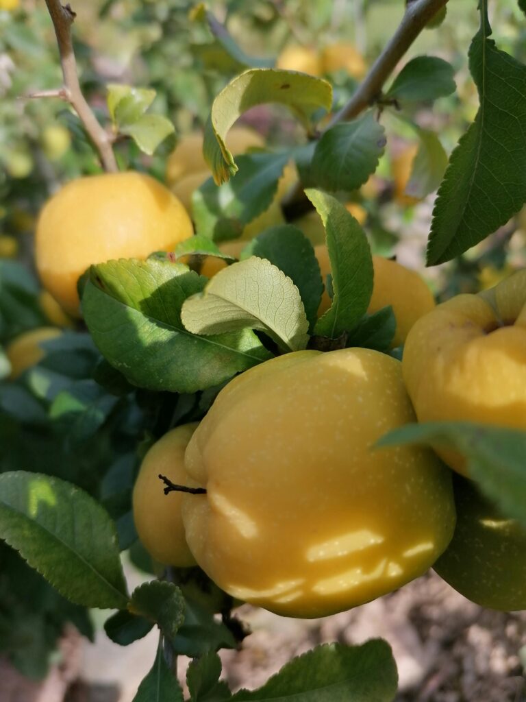Close-up of ripe yellow quince fruits on a tree branch surrounded by green leaves, outdoors.